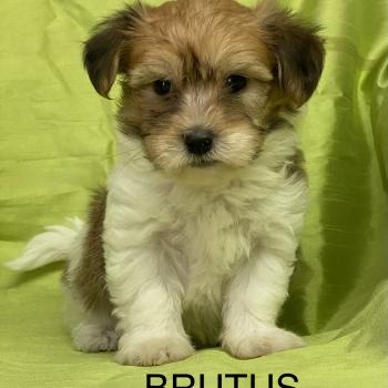 chiot Coton de tulear BRUTUS coton DISPONIBLE Domaine de la Chantelaie