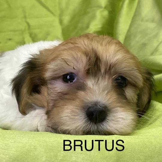 chiot Coton de tulear BRUTUS coton DISPONIBLE Domaine de la Chantelaie