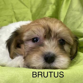 chiot Coton de tulear BRUTUS coton DISPONIBLE Domaine de la Chantelaie