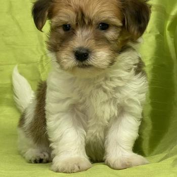 chiot Coton de tulear BRUTUS coton DISPONIBLE Domaine de la Chantelaie