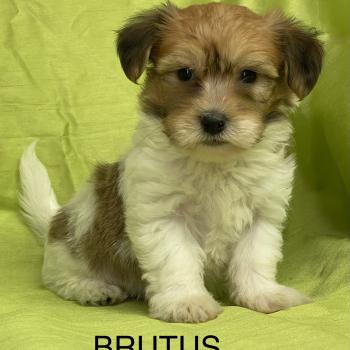 chiot Coton de tulear BRUTUS coton DISPONIBLE Domaine de la Chantelaie
