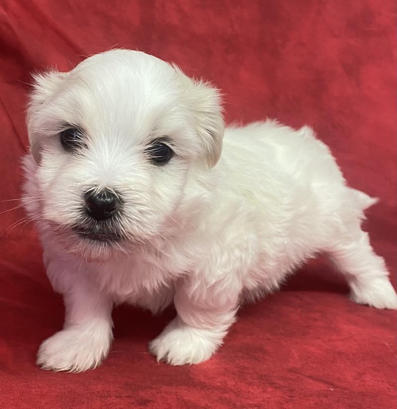 BRUTUS coton LOF disponible Mâle Coton de tulear