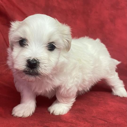 BRUTUS LOF coton à réserver Mâle Coton de tulear