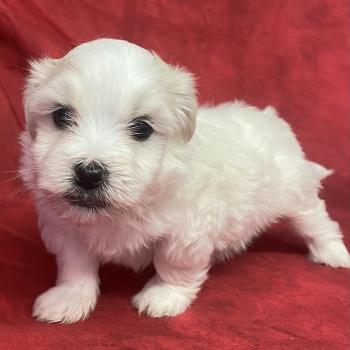 chiot Coton de tulear BRUTUS LOF coton à réserver Domaine de la Chantelaie