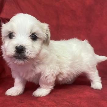 chiot Coton de tulear BRUTUS LOF coton à réserver Domaine de la Chantelaie