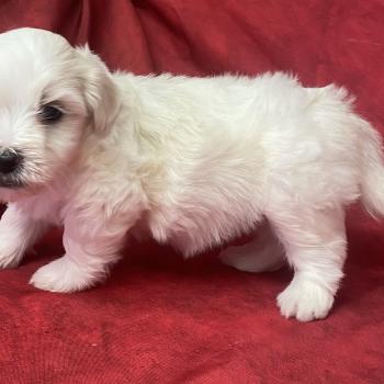 chiot Coton de tulear BRUTUS LOF coton à réserver Domaine de la Chantelaie