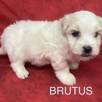 chiot Coton de tulear BRUTUS LOF coton à réserver Domaine de la Chantelaie
