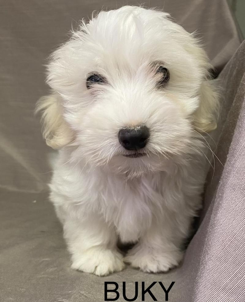 BUKY Coton LOF disponible Mâle Coton de tulear