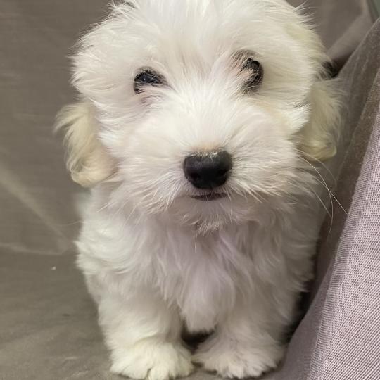 chiot Coton de tulear BUKY Coton LOF disponible Domaine de la Chantelaie