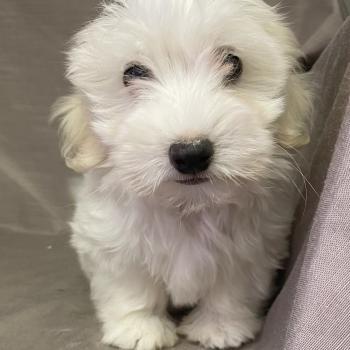 chiot Coton de tulear BUKY Coton LOF disponible Domaine de la Chantelaie