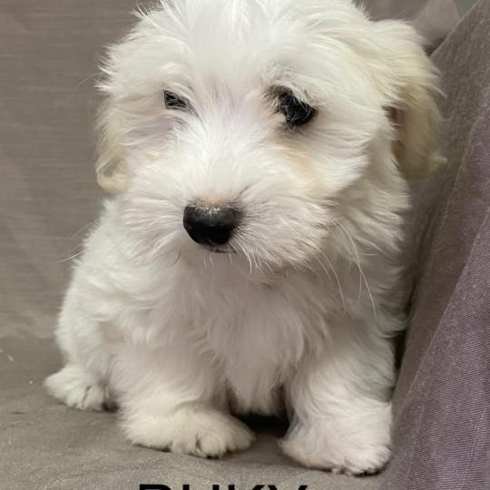 chiot Coton de tulear BUKY Coton LOF disponible Domaine de la Chantelaie