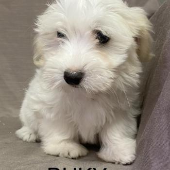 chiot Coton de tulear BUKY Coton LOF disponible Domaine de la Chantelaie