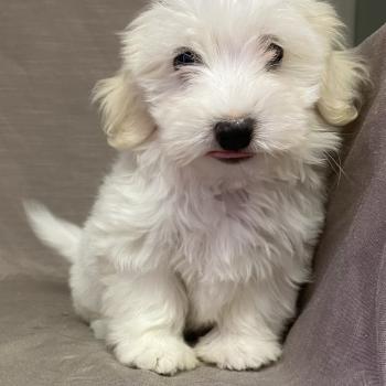 chiot Coton de tulear BUKY Coton LOF disponible Domaine de la Chantelaie