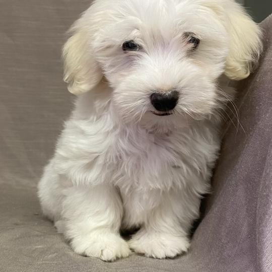 chiot Coton de tulear BUKY Coton LOF disponible Domaine de la Chantelaie