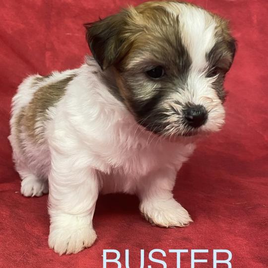 BUSTER LOF coton à réserver Mâle Coton de tulear