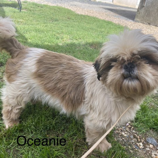 OCÉANIE shih tzu Femelle Shih tzu