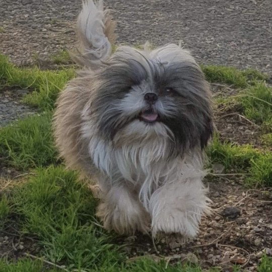 ODÉZIA shih tzu Femelle Shih tzu