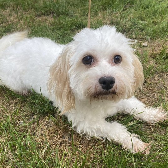 ODINA Coton Femelle Coton de tulear