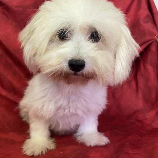 ORFINE coton Femelle Coton de tulear