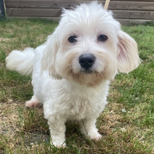 ORLANE coton Femelle Coton de tulear