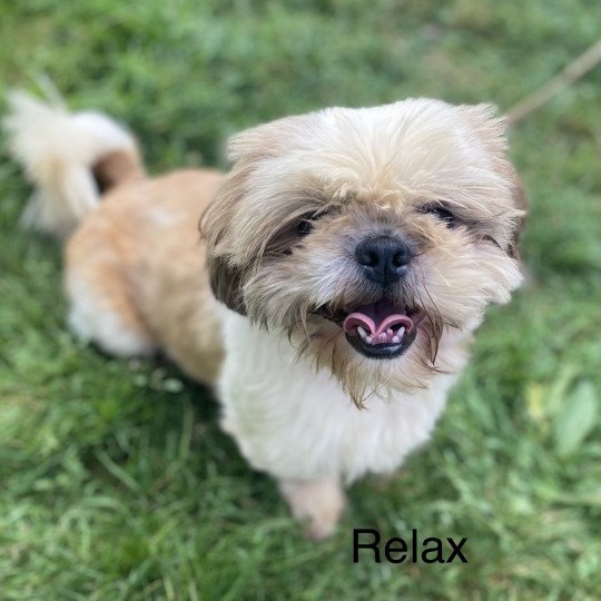 chien Shih tzu TRICOLORE ORPHEE Domaine de la Chantelaie