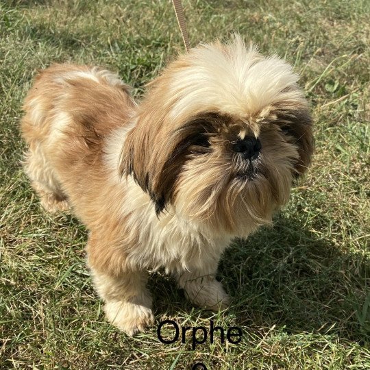 chien Shih tzu TRICOLORE ORPHEE Domaine de la Chantelaie