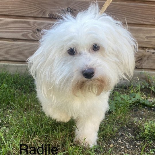 RADJIE coton Femelle Coton de tulear