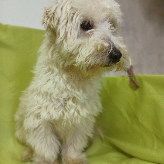 chien Coton de tulear BICOLORE RIDLEY Domaine de la Chantelaie