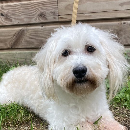 RIDLEY coton de tuléar Mâle Coton de tulear