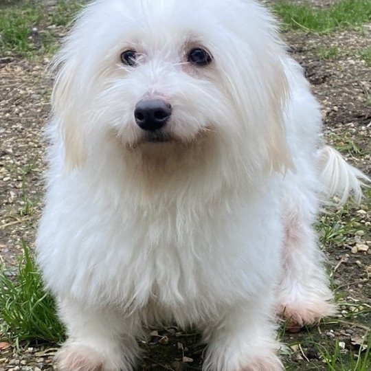 ROLANE coton Femelle Coton de tulear