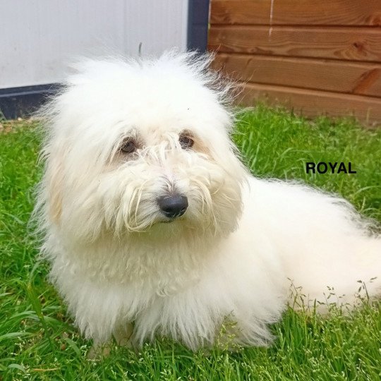 ROYAL coton Mâle Coton de tulear