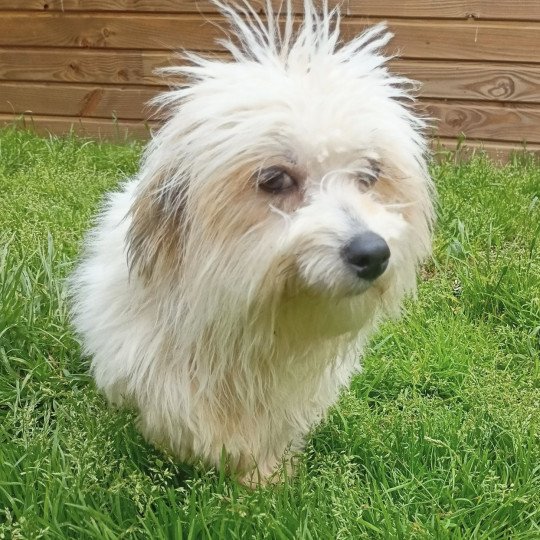 ROZIA coton Femelle Coton de tulear