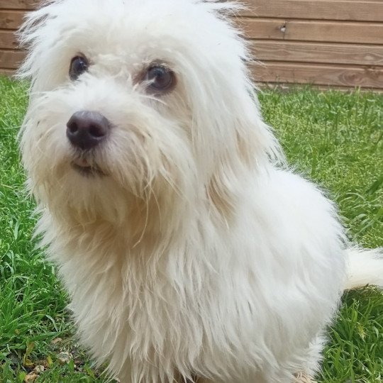 ROZINA coton Femelle Coton de tulear