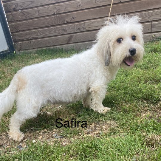 SAFIRA coton de tuléar Femelle Coton de tulear