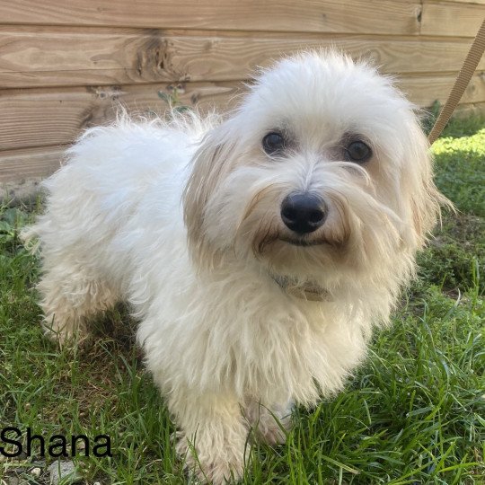 chien Coton de tulear BICOLORE SAPHIR Domaine de la Chantelaie