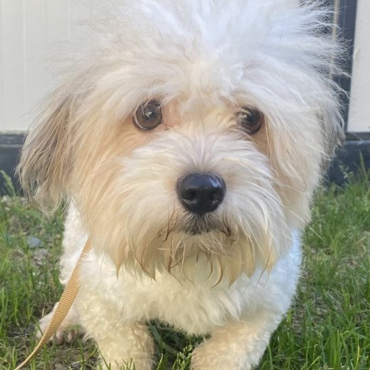 SAPHIR coton de tuléar Mâle Coton de tulear