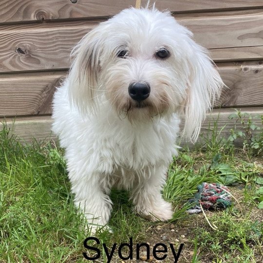 SIDNEY coton de tuléar Femelle Coton de tulear
