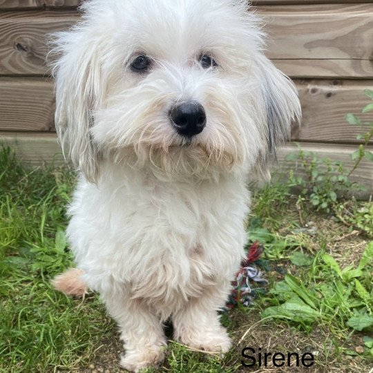 SIRENE coton Femelle Coton de tulear