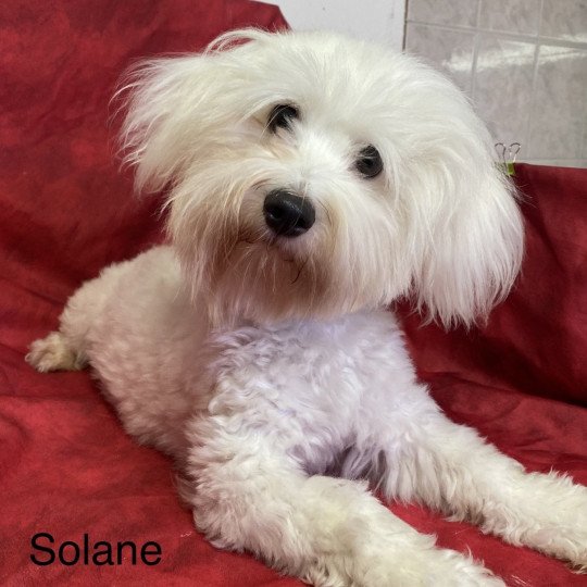 SOLANE coton Femelle Coton de tulear