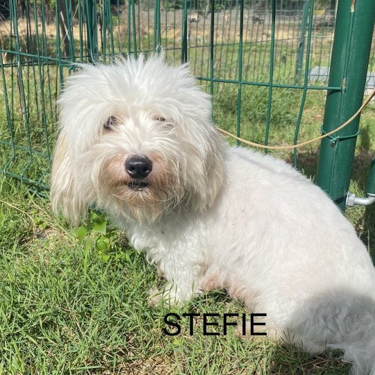 STEFIE coton de tuléar Femelle Coton de tulear