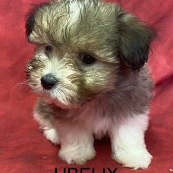 chiot Coton de tulear UBELIX coton de tuléar Domaine de la Chantelaie