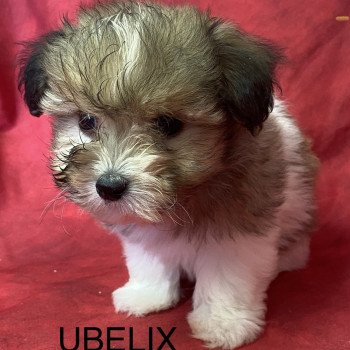 chiot Coton de tulear UBELIX coton de tuléar Domaine de la Chantelaie chiot Coton de tulear UBELIX coton de tuléar Domaine de la Chantelaie