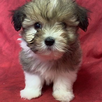 chiot Coton de tulear UBELIX coton de tuléar Domaine de la Chantelaie chiot Coton de tulear UBELIX coton de tuléar Domaine de la Chantelaie