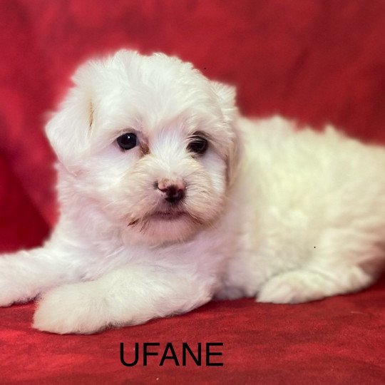 UFANE coton de tuléar Femelle Coton de tulear