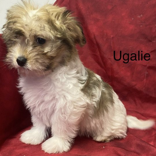 UGALIE coton Femelle Coton de tulear