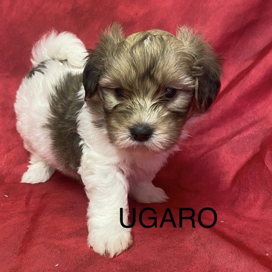 chiot Coton de tulear UGARO coton de tuléar Domaine de la Chantelaie