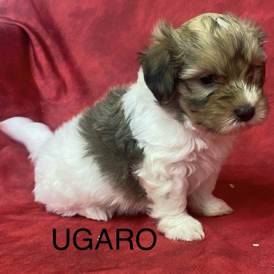 chiot Coton de tulear UGARO coton de tuléar Domaine de la Chantelaie