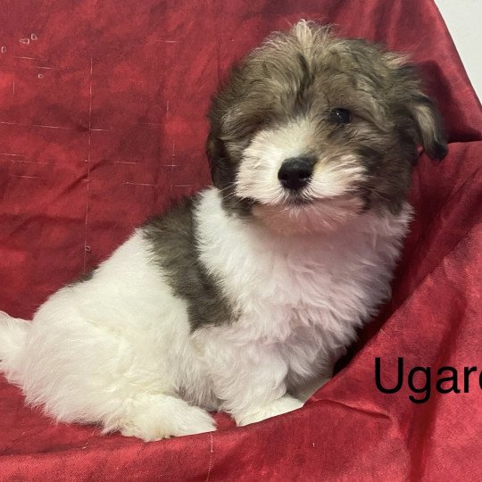 UGARO coton Mâle Coton de tulear