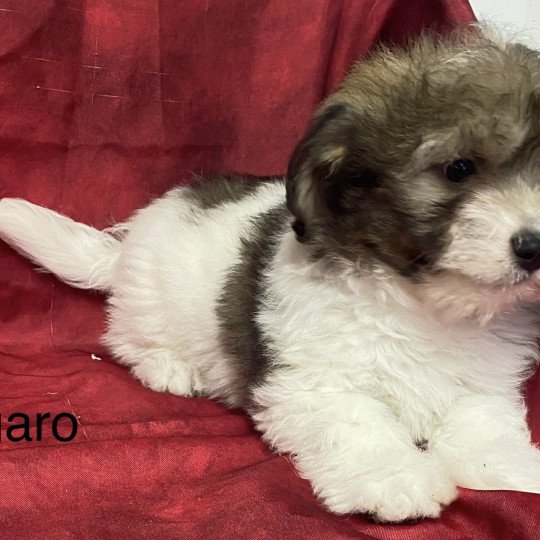 chiot Coton de tulear UGARO coton de tuléar Domaine de la Chantelaie
