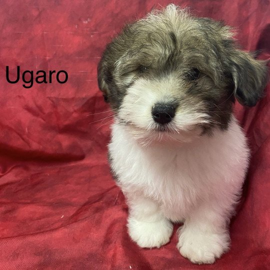 chiot Coton de tulear UGARO coton de tuléar Domaine de la Chantelaie